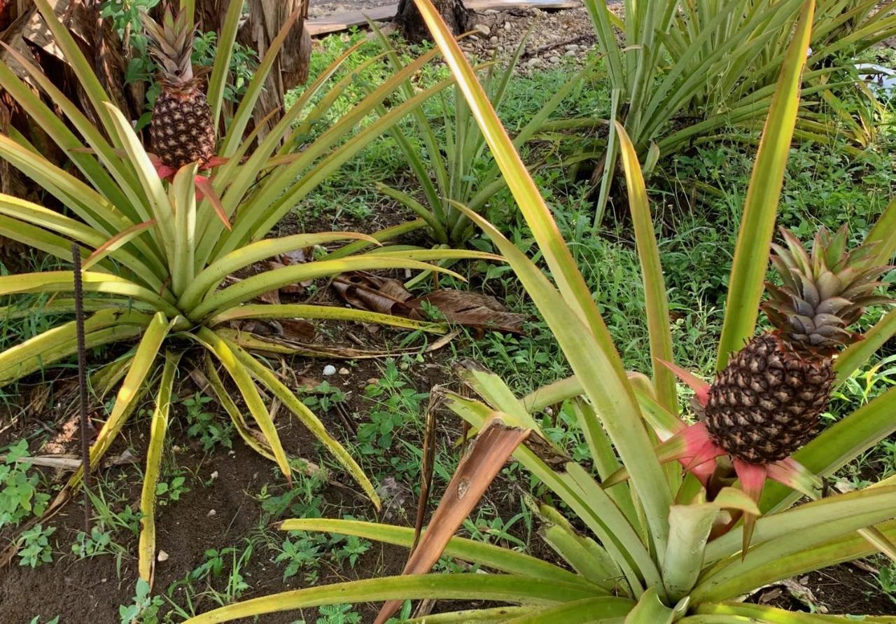 Green Queendom Farm And Lodging Oracabessa Exterior foto